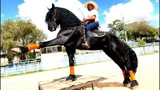 CAVALO EFESIUS DA BALOUBET FRIESIAN CAVALO DE HIPISMO MAIS BONITO DO MUNDO@CavalosHelioRocha