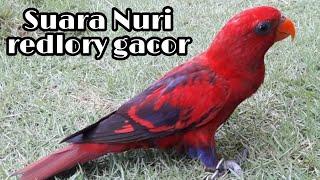 Nuri Redlory gacor suara keras