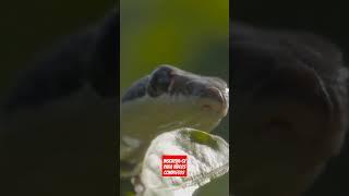 Cobra Voadora