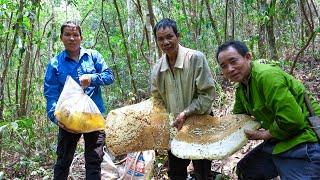 Go to the Jungle to Harvest Giant Wild Honey and Bring it to the Market to Sell  Family Farm
