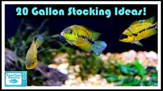 20 Gallon Fish Tank Stocking Ideas Something Different