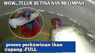 Proses ikan cupang kawin hingga bertelur sampai menetas.full