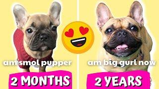FRENCH BULLDOG PUPPY GROWING UP - 2 Months to 2 Years