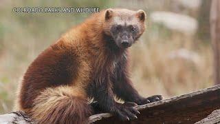 Wolverine reintroduction effort advancing in Colorado