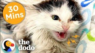 30 Minutes Of Our Favorite Feel-Good Animal Stories  The Dodo
