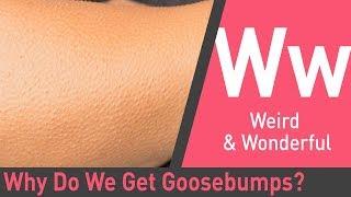 Why We Get Goosebumps  The Quick and The Curious