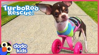 Little Dog With No Front Legs Gets The Tiniest Set of Wheels  Animal Videos For Kids  Dodo Kids
