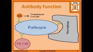 Antibody Structure & Formation IgG IgA IgE Autoantibodies ANA p-anca Isotype