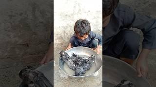 boy bathing rabbits