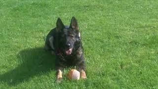 GSD Daisy Dog.@DogtrainersUK