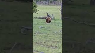 Cinnamon Bear Gallops Around The Madison Valley Looking For Food #yellowstonenationalpark