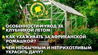 Как ухаживать за африканской ромашкой?  Чем украсить участок?  Летний уход за клубникой. Дача