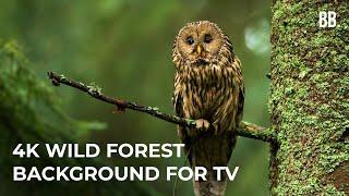 4K Forest & Wild Sounds  4K Forest Relaxation Film  Forest Wildlife Animals ScreenSaver