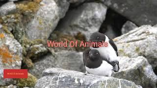 best video of mix animals mating season