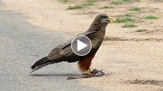 Bird of Prey Flies off With Snake