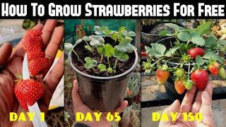 How To Grow Strawberries From Seed  SEED TO HARVEST