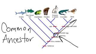 Cladogram