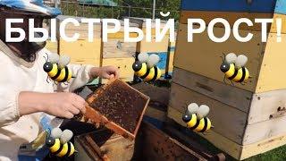 Ускоренное развитие веснойпасека 2018 в пчелосемьяхАпрель