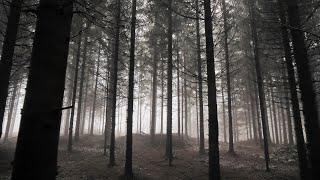 Relaxing Walk Through the Forest Sounds of Rain on Umbrella  Sleep and Relax