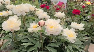 Peony Allan Rogers  - Background Story. Find Out All About This WONDERFUL Fragrant Garden Peony 