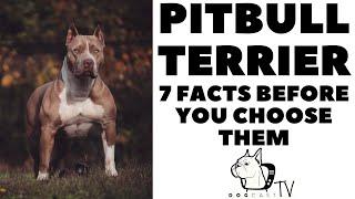 Before you buy a dog - PITBULL TERRIER - 7 facts to consider  DogCastTV