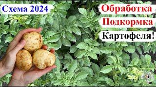 Схема ОБРАБОТКИ и ПОДКОРМКИ Картофеля СЕЗОН 2024