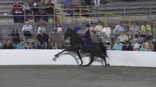 Bay County woman crowned world champion at Tennessee Walking Horse National Celebration