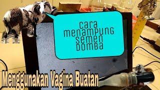 Cara Penampungan Semen Domba Garut Menggunakan Vagina Buatan