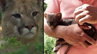 Farmer Brings Home ‘Kitten’ That Turns Out to Be Baby Cougar