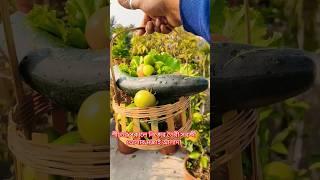 টবের ফসল তোলার সঠিক নিয়ম  How to harvesting rooftop gardens vegetable