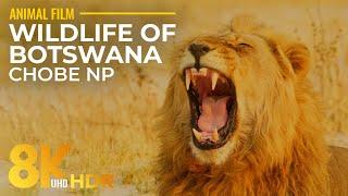 8K HDR Wildlife of Botswana - Wild Animals of Savuti Linyanti and Riverfront of Chobe NP