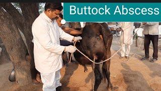 Lancing a huge Buttock abscess on a Cow। Dr.Umar Khan