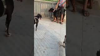 Pitbull vs Rottweiler face-off. Rottweiler faded