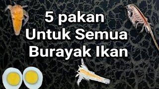 Pakan Yang Cocok Untuk Burayak Ikan