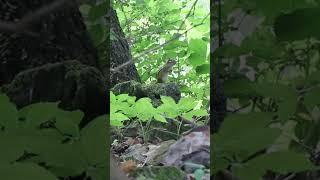 PELLET GUN CHIPMUNK CONTROL️#hunting #shorts