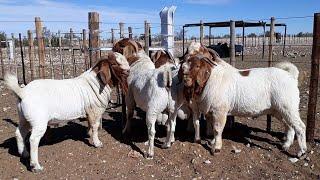 Stallions ready to produce lambs - Boer Goat