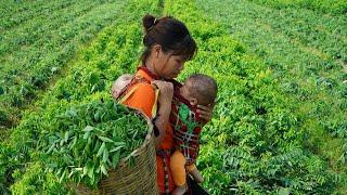 Single mother Harvesting green vegetables to sell at the market Finishing bamboo floors Cooking