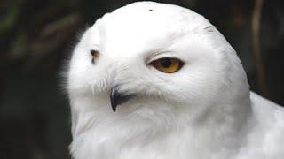 Snowy Owl Sound  Snowy Owl Sound Effect  Owl Noises  Nature Sounds  No Music