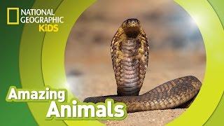 Cobra   Amazing Animals