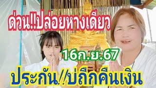 ด่วน ปล่อยหางเดียว ประกัน บ่ถืกคืนเงิน งวด16ก.ย.67