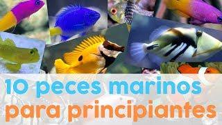 10 peces marinos para principiantes  AcuaTV