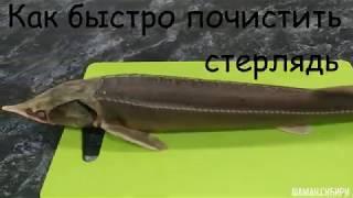 Как быстро почистить стерлядь 