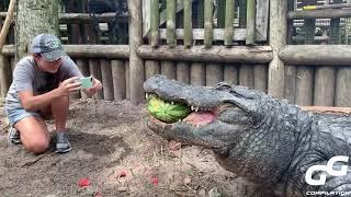 Animals Smash HUGE Watermelons in ONE BITE Compilation  Alligator  Hippo  Turtle  Elephant 2020