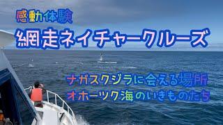 【Trip】あばしりネイチャークルーズ〜ナガスクジラに会える場所〜