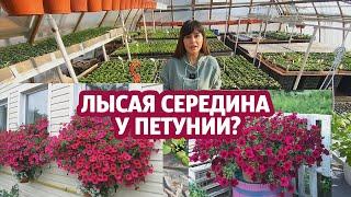 Лысая середина у ампельной и каскадной петунии?