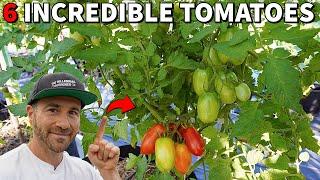 Double Your Crop From Bottom To Top 6 Tomatoes That Will Not Stop