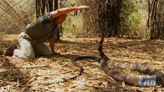 Austin Stevens Snakemaster - In Search of the King Cobra