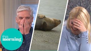 Phillip & Holly Lose it as Seal Urinates Live on TV  This Morning