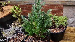 A very wet bonsai garden update including some new arrivals