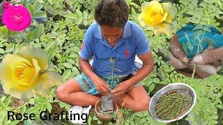 Rose plant grafting technique  Rose bud grafting  How to Graft rose plant  Grafting plants 